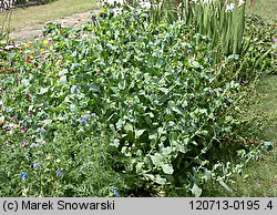 Cerinthe major (ośmiał wielki)