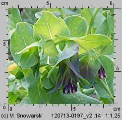 Cerinthe major (ośmiał wielki)