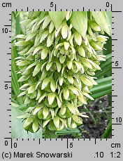 Eucomis bicolor (eukomis dwubarwny)