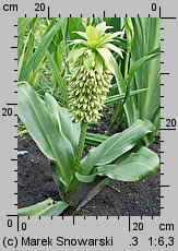 Eucomis bicolor (eukomis dwubarwny)