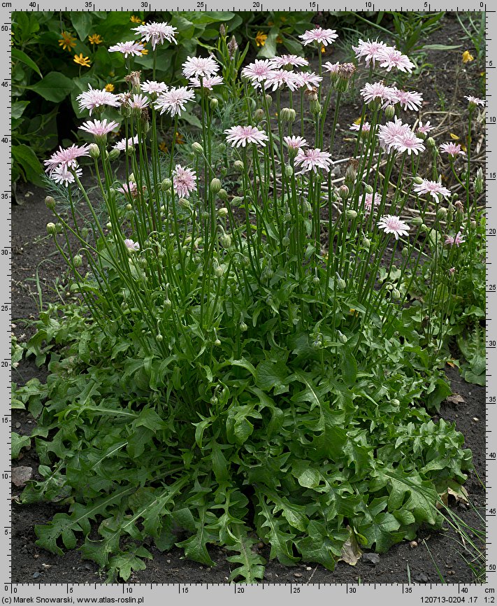 Crepis rubra (pępawa czerwona)