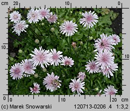 Crepis rubra (pępawa czerwona)