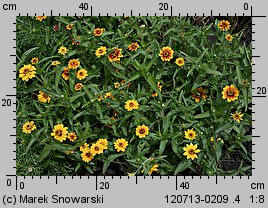 Zinnia haageana (cynia wąskolistna)