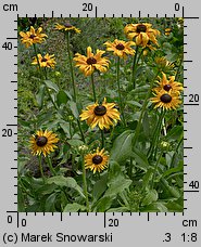 Rudbeckia hirta (rudbekia owłosiona)