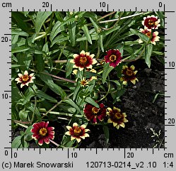 Zinnia haageana (cynia wąskolistna)