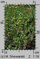 Zinnia haageana (cynia wąskolistna)