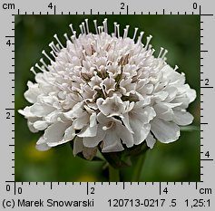 Scabiosa atropurpurea (driakiew purpurowa)