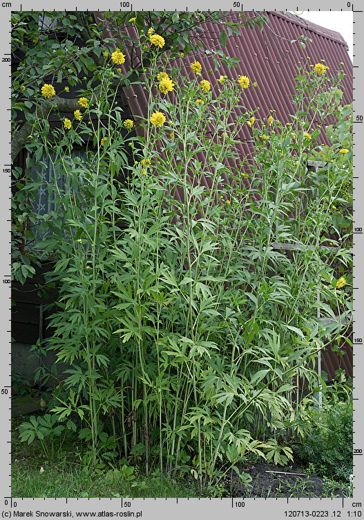 Rudbeckia laciniata (rudbekia naga)