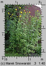 Rudbeckia laciniata (rudbekia naga)