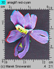 Schizanthus ×wisetonensis (motylek nadobny)
