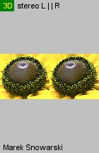 Rudbeckia hirta (rudbekia owłosiona)