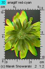 Rudbeckia hirta (rudbekia owłosiona)