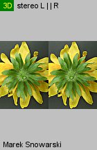 Rudbeckia hirta (rudbekia owłosiona)