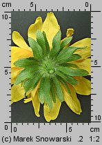 Rudbeckia hirta (rudbekia owłosiona)