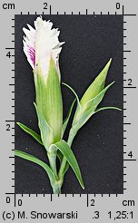 Dianthus chinensis (goździk chiński)