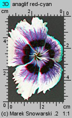 Dianthus chinensis (goździk chiński)