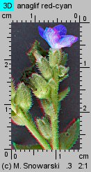 Anchusa capensis (farbownik przylądkowy)