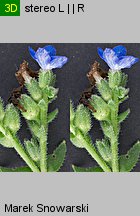 Anchusa capensis (farbownik przylądkowy)