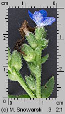 Anchusa capensis (farbownik przylądkowy)