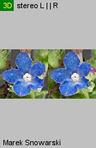 Anchusa capensis (farbownik przylądkowy)