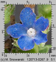 Anchusa capensis (farbownik przylądkowy)