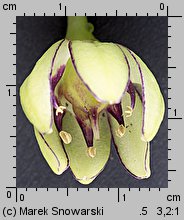 Eucomis bicolor (eukomis dwubarwny)