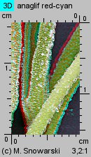 Dorotheanthus bellidiformis (dorotka stokrotkowa)