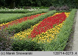 Salvia splendens (szałwia błyszcząca)