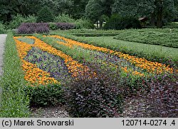 Tagetes patula (aksamitka rozpierzchła)