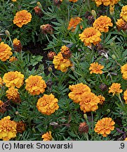 Tagetes patula (aksamitka rozpierzchła)