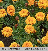 Tagetes patula (aksamitka rozpierzchła)