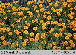 Tagetes patula (aksamitka rozpierzchła)