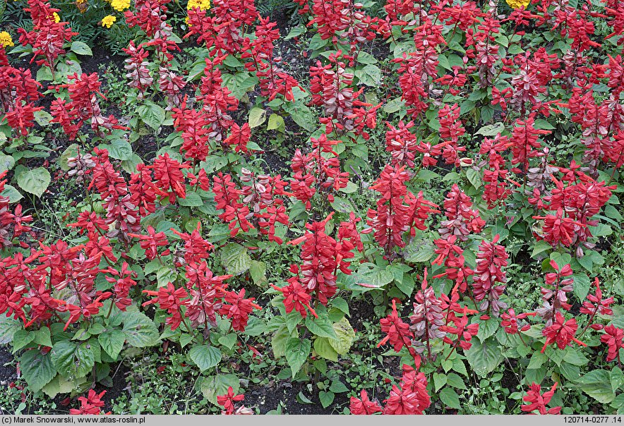 Salvia splendens (szałwia błyszcząca)