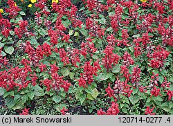 Salvia splendens (szałwia błyszcząca)