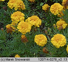 Tagetes patula (aksamitka rozpierzchła)