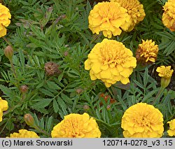 Tagetes patula (aksamitka rozpierzchła)