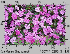 Impatiens ×nova-guinea (niecierpek nowogwinejski)