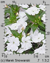 Impatiens ×nova-guinea (niecierpek nowogwinejski)