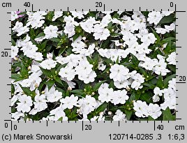 Impatiens ×nova-guinea (niecierpek nowogwinejski)