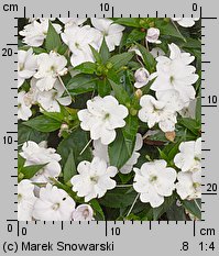 Impatiens ×nova-guinea (niecierpek nowogwinejski)
