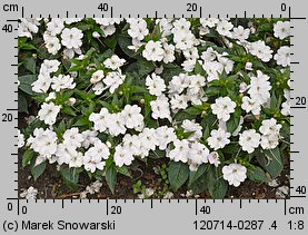 Impatiens ×nova-guinea (niecierpek nowogwinejski)