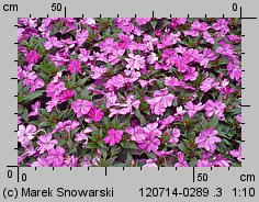 Impatiens ×nova-guinea (niecierpek nowogwinejski)