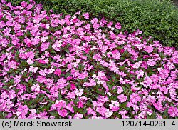 Impatiens ×nova-guinea (niecierpek nowogwinejski)