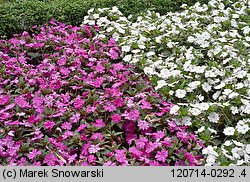 Impatiens ×nova-guinea (niecierpek nowogwinejski)