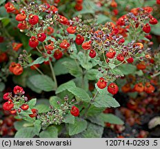 Calceolaria integrifolia (pantofelnik całolistny)