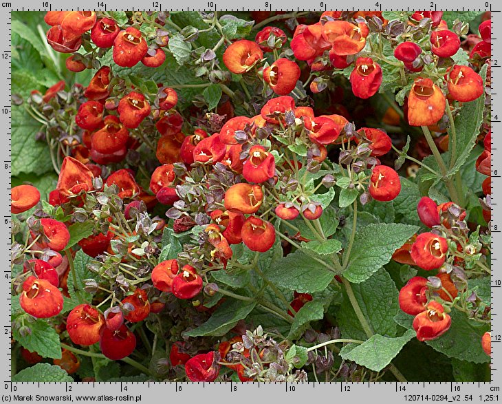 Calceolaria integrifolia (pantofelnik całolistny)