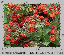 Calceolaria integrifolia (pantofelnik całolistny)