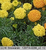 Tagetes erecta (aksamitka wzniesiona)