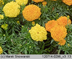 Tagetes erecta (aksamitka wzniesiona)