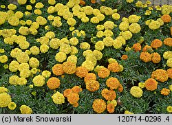 Tagetes erecta (aksamitka wzniesiona)